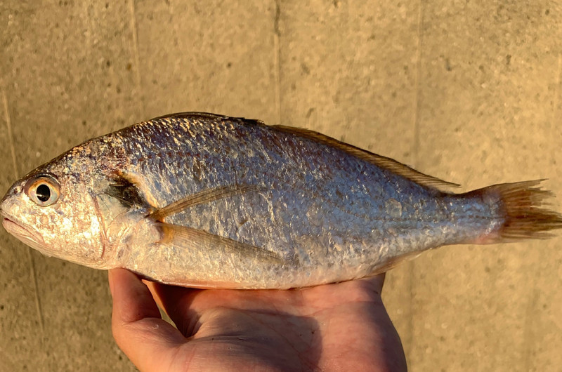 質問に添付された魚の写真