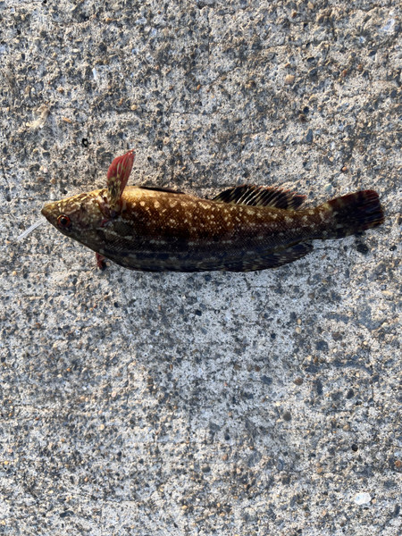 質問に添付された魚の写真