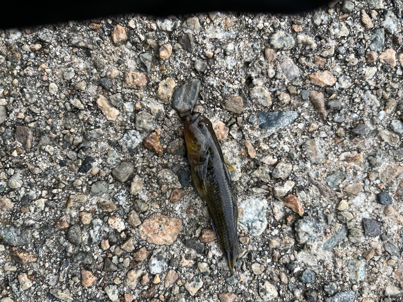 質問に添付された魚の写真