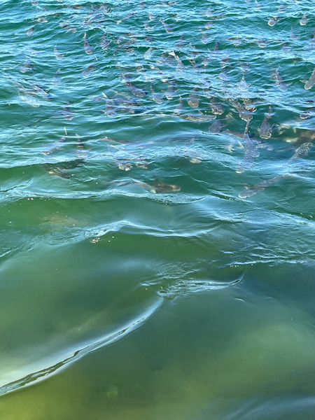質問に添付された魚の写真