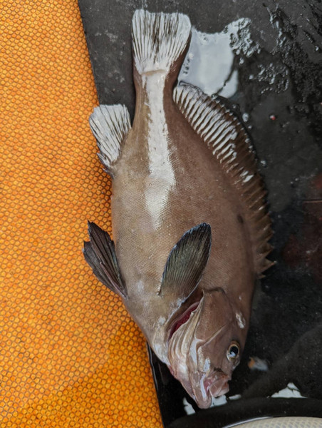 質問に添付された魚の写真