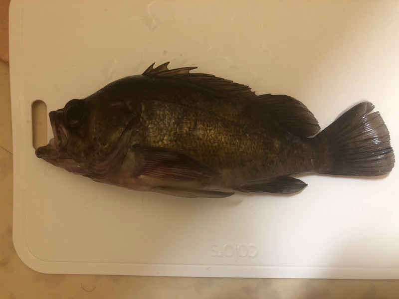 質問に添付された魚の写真