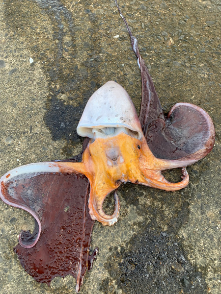質問に添付された魚の写真