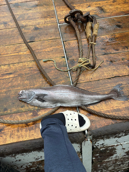 質問に添付された魚の写真
