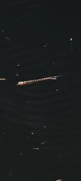 質問に添付された魚の写真