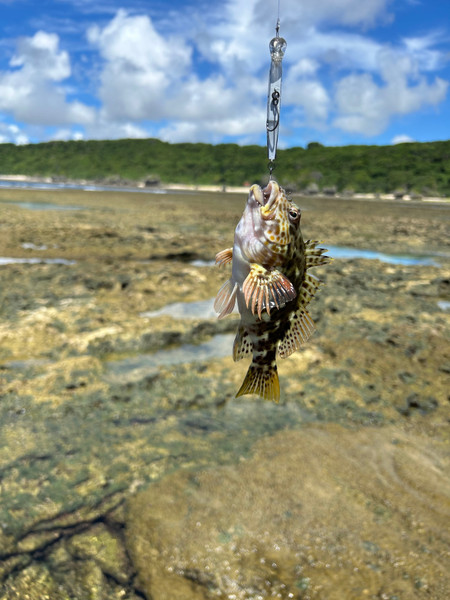 質問に添付された魚の写真