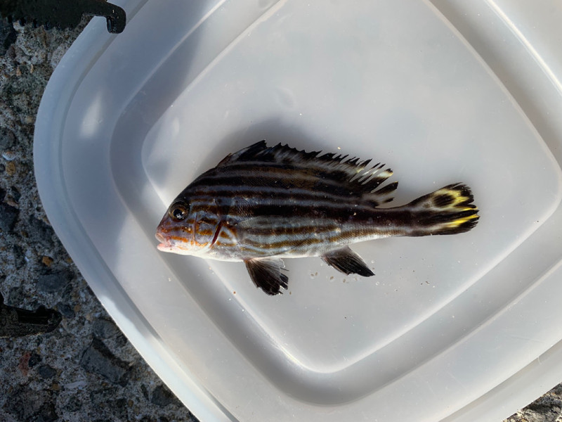 質問に添付された魚の写真