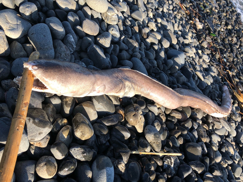 質問に添付された魚の写真