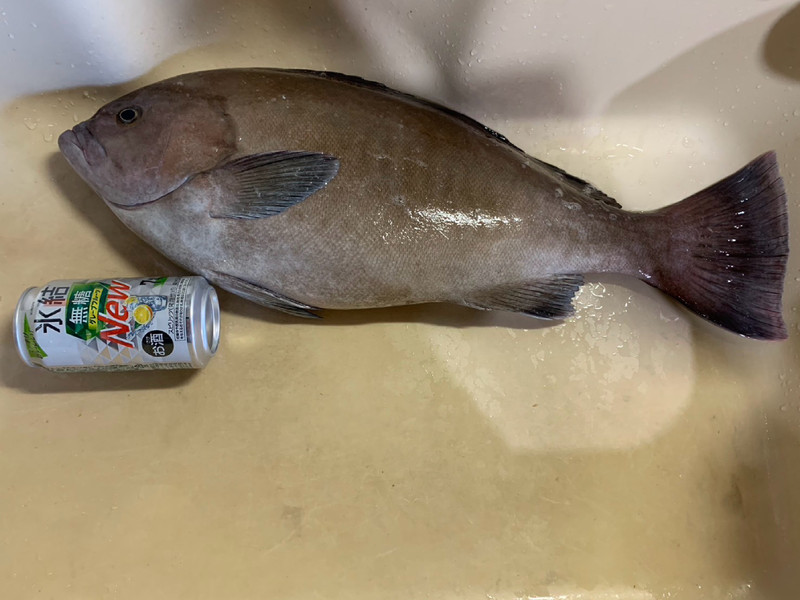 質問に添付された魚の写真