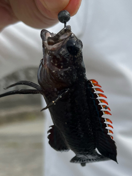 質問に添付された魚の写真