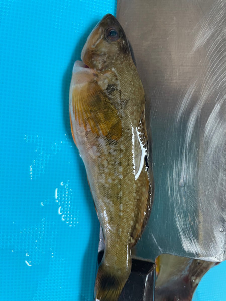 質問に添付された魚の写真