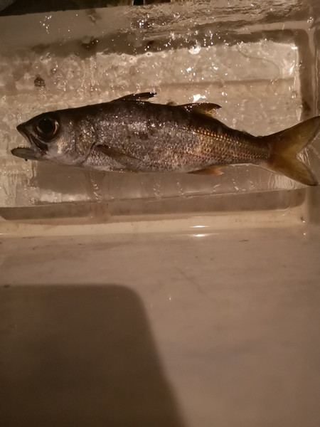 質問に添付された魚の写真
