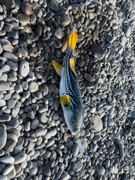 質問に添付された魚の写真