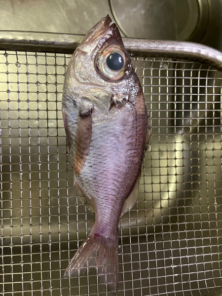 質問に添付された魚の写真