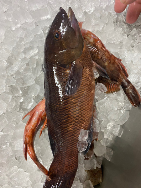質問に添付された魚の写真