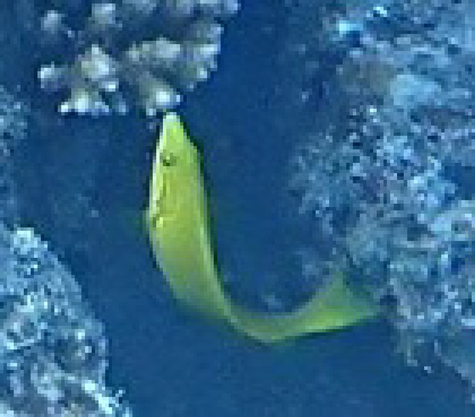 質問に添付された魚の写真