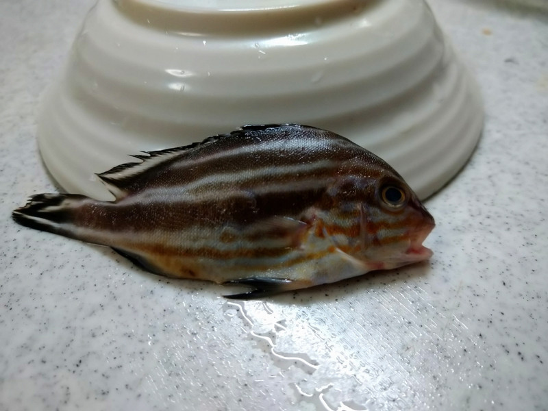 質問に添付された魚の写真