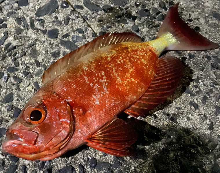 質問に添付された魚の写真