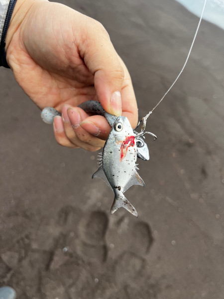 質問に添付された魚の写真