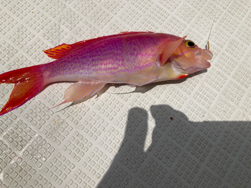 質問に添付された魚の写真