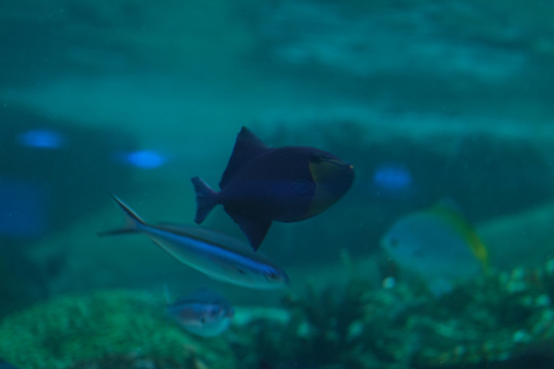 質問に添付された魚の写真