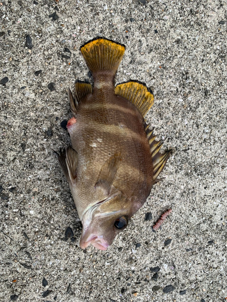 質問に添付された魚の写真