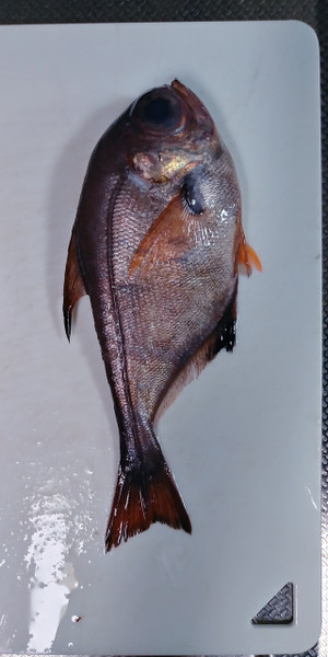 質問に添付された魚の写真