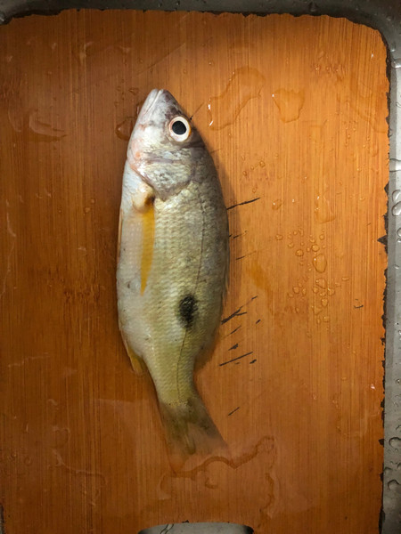 質問に添付された魚の写真