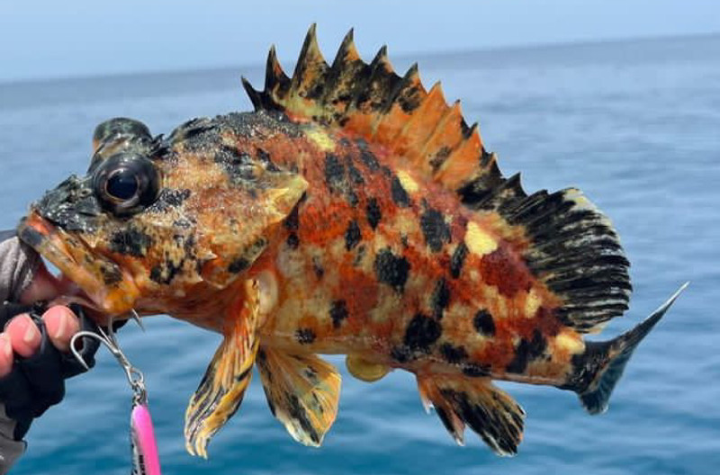 質問に添付された魚の写真