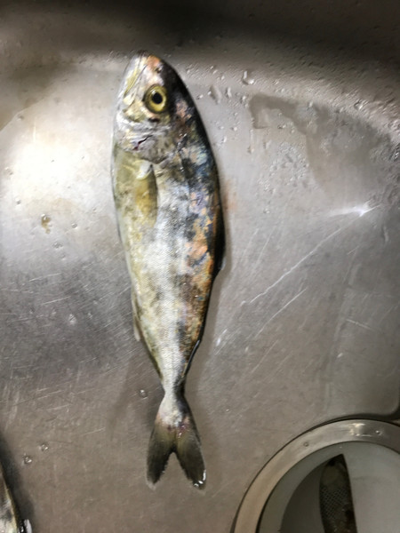 質問に添付された魚の写真