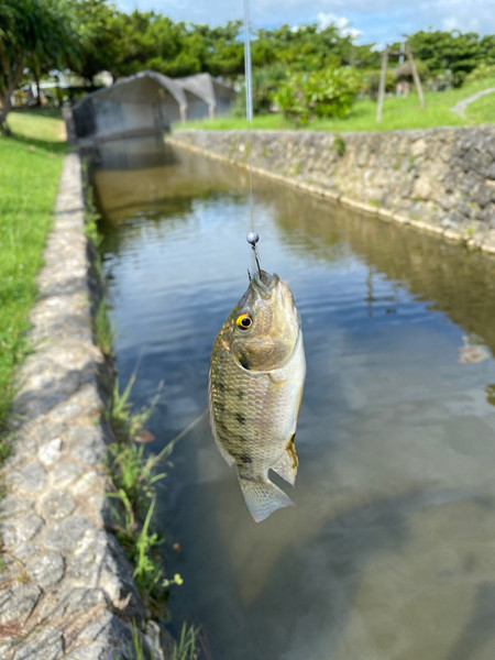 質問に添付された魚の写真