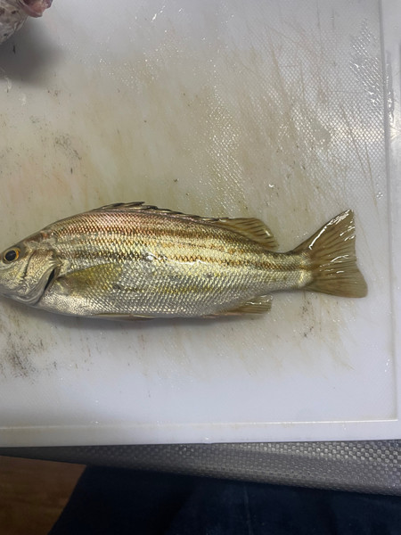 質問に添付された魚の写真