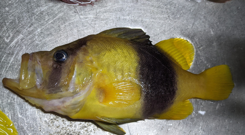 質問に添付された魚の写真