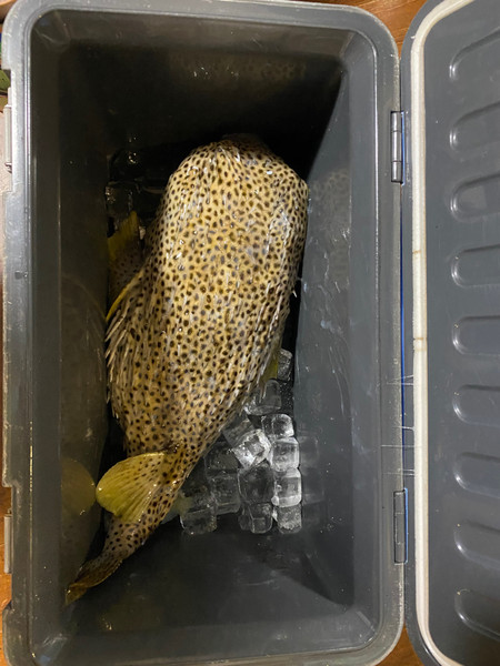 質問に添付された魚の写真