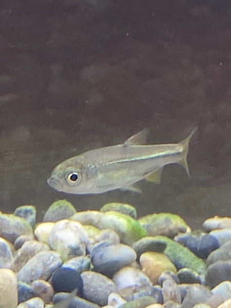 質問に添付された魚の写真