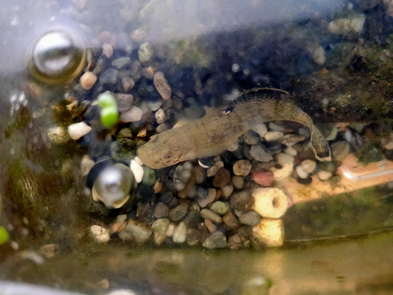 質問に添付された魚の写真