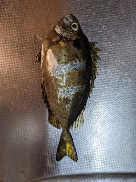 質問に添付された魚の写真