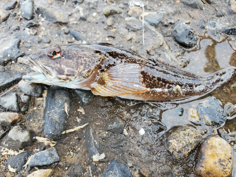 質問に添付された魚の写真