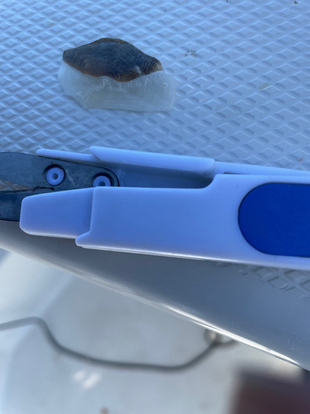 質問に添付された魚の写真