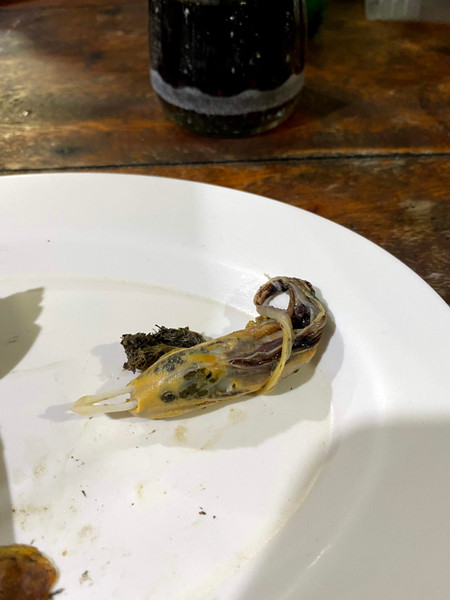 質問に添付された魚の写真