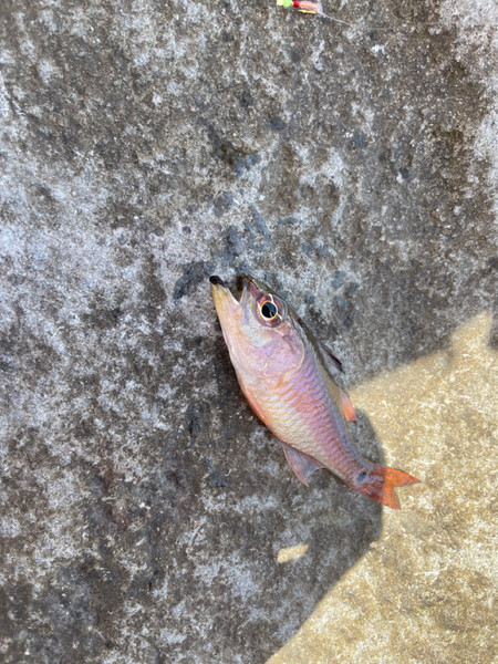 質問に添付された魚の写真