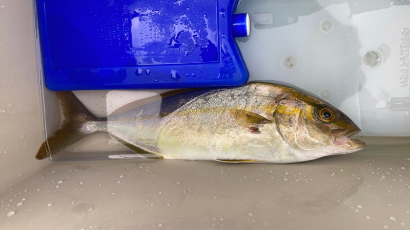 質問に添付された魚の写真
