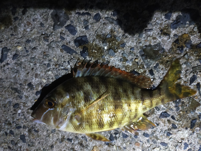 質問に添付された魚の写真