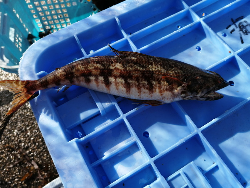 質問に添付された魚の写真