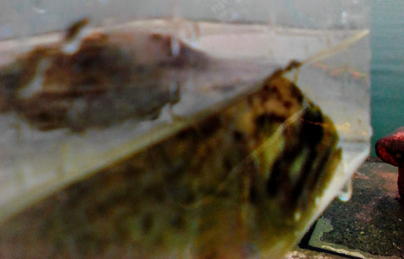 質問に添付された魚の写真