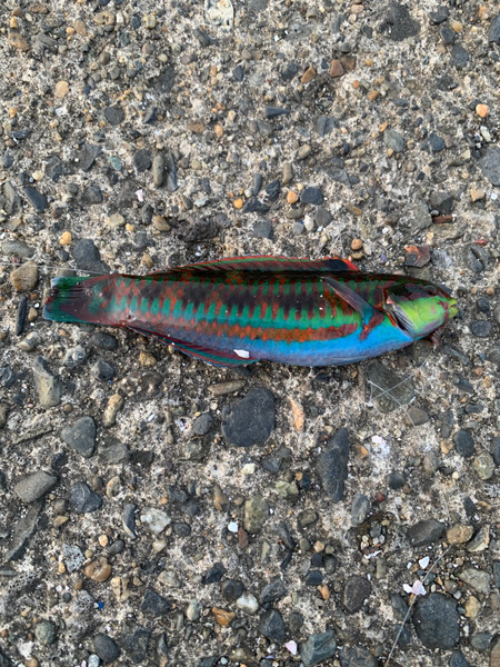 質問に添付された魚の写真