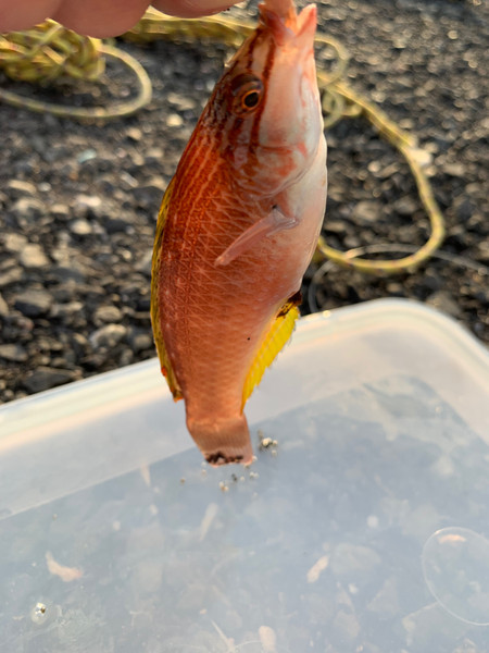 質問に添付された魚の写真
