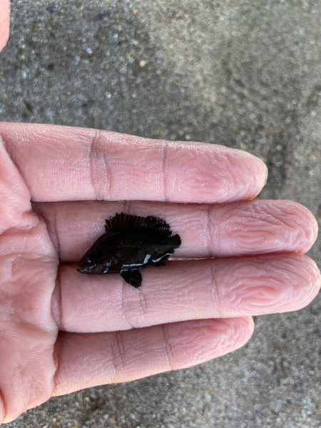 質問に添付された魚の写真