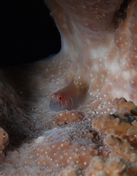 質問に添付された魚の写真