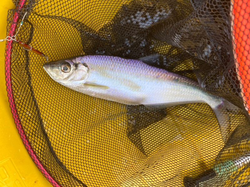 質問に添付された魚の写真